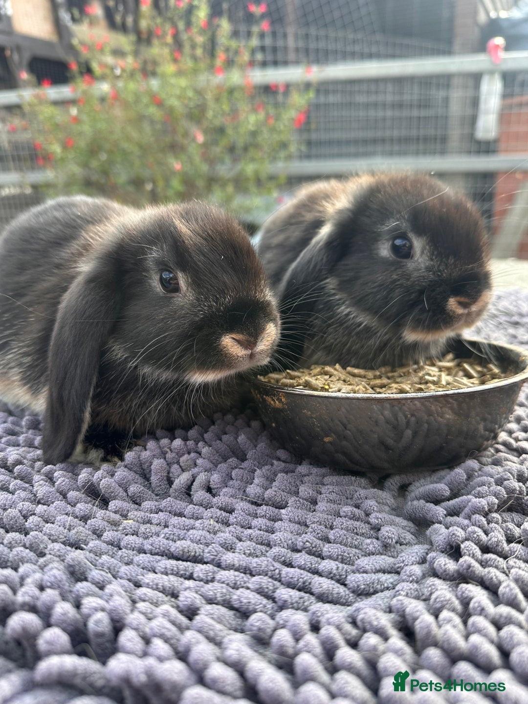 Mini Lop rabbits for sale: Female mini lops  - Image 4