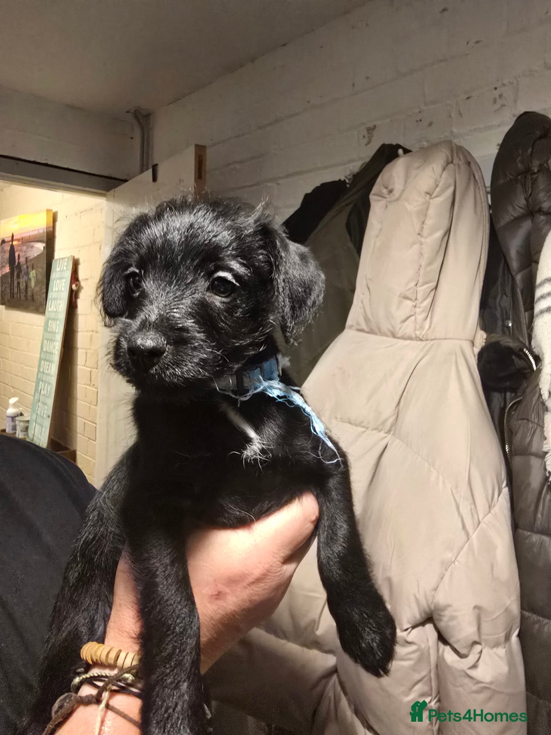 Mixed Breed dogs for sale: Schnoodle cross pomiestaff - Advert 4