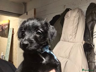 Mixed Breed dogs Schnoodle cross pomiestaff - Advert 3