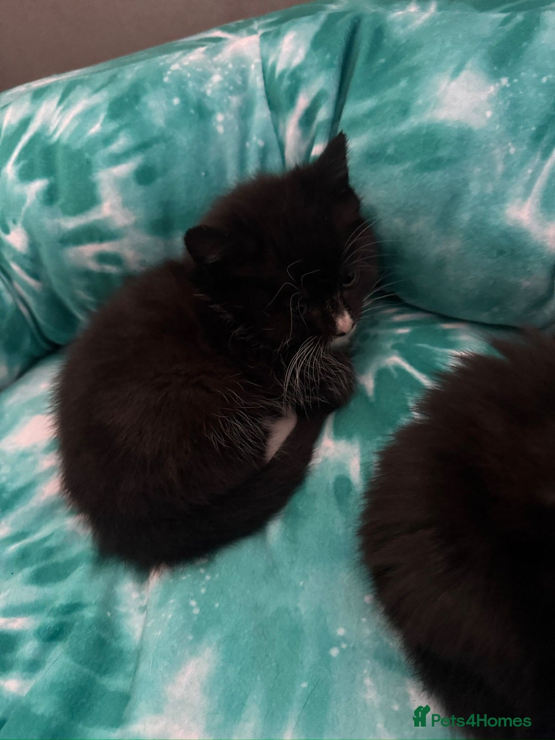Domestic Shorthair cats for sale: 5 Playful Tuxedo & Black Kittens – Ready Now - Image 21