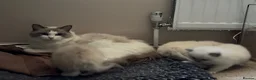 Ragdoll cats for sale: Amazing Ragdoall kittens - Advert 2