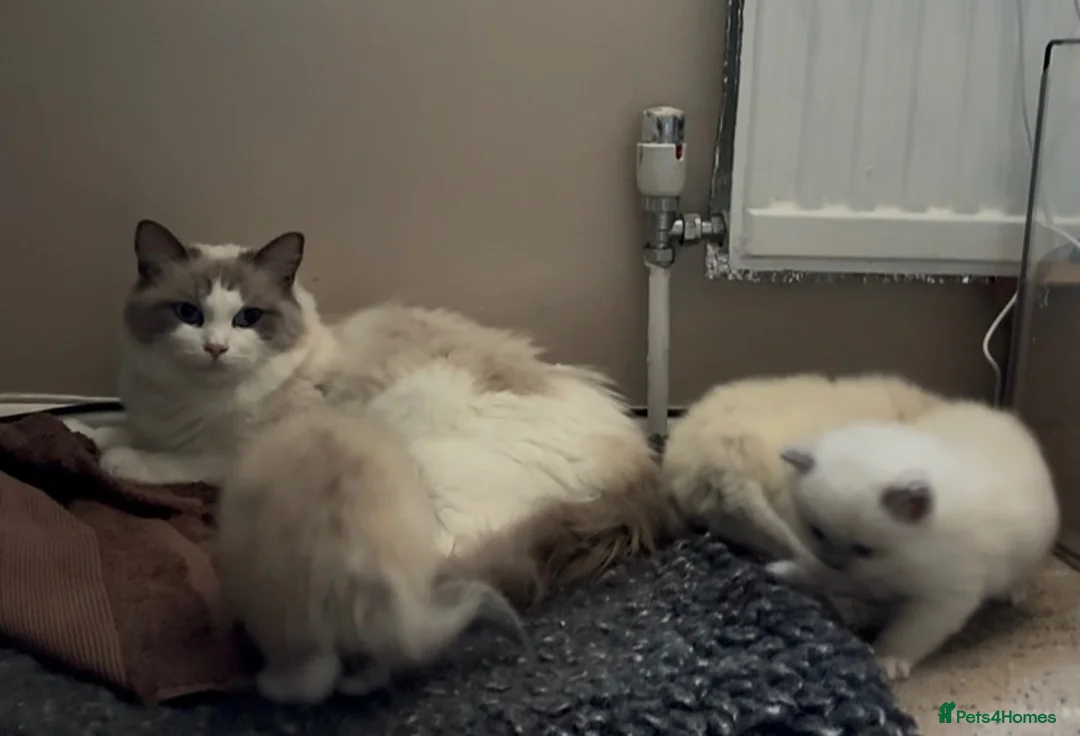 Ragdoll cats for sale: Amazing Ragdoall kittens - Advert 2
