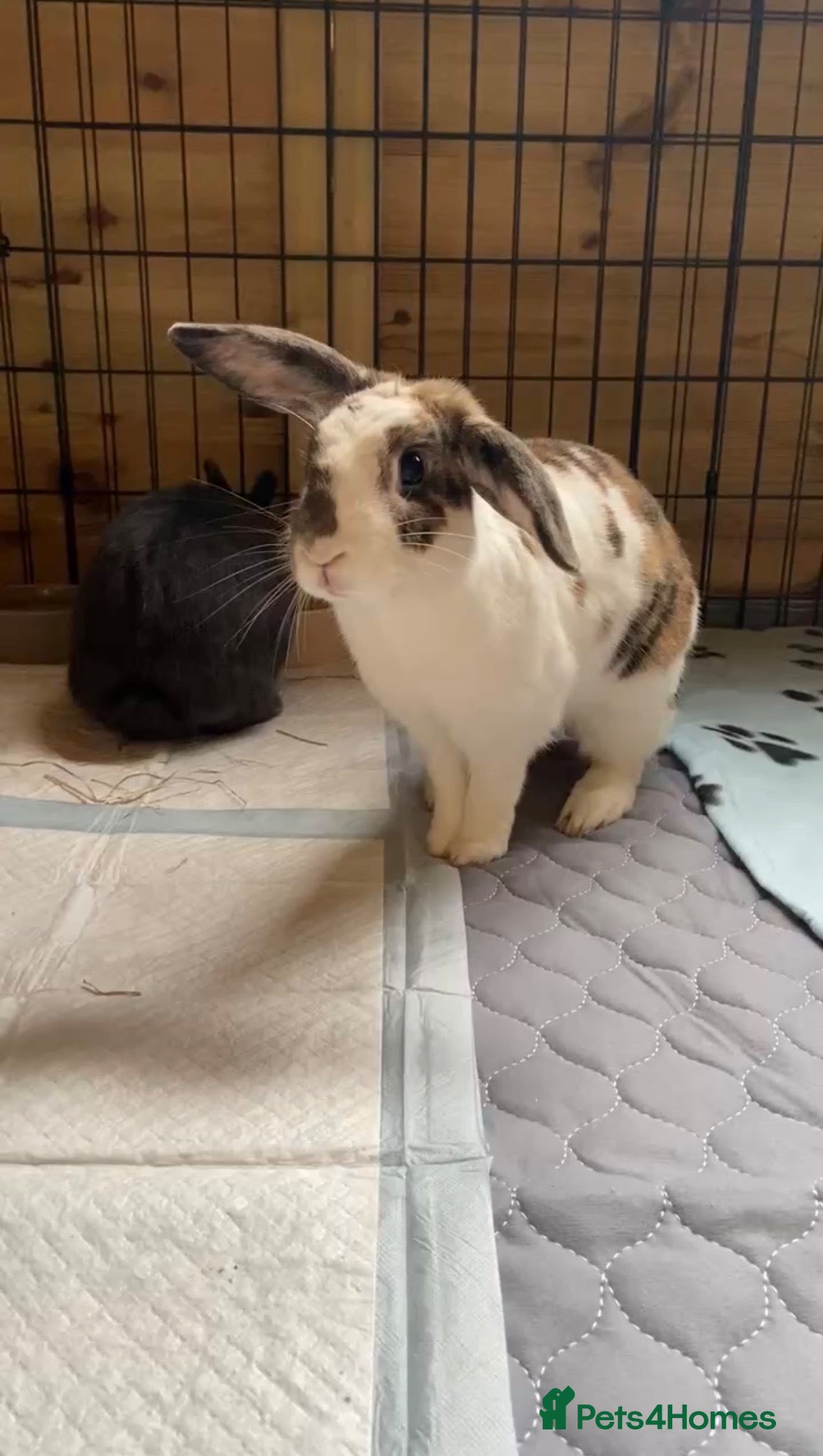 Mixed Breed rabbits Looking for a good home for 2 rabbits - Advert 17