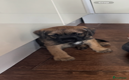 Border Terrier dogs for sale: Border Terrier Puppy For Sale - Image 3
