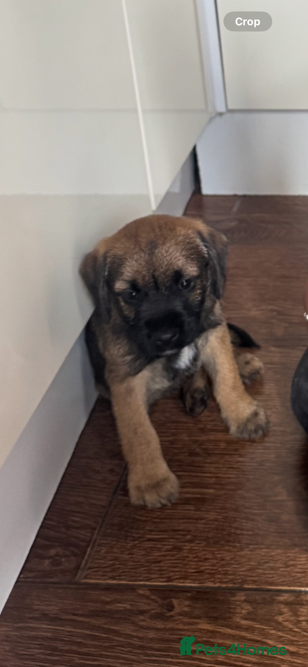 Border Terrier dogs for sale: Border Terrier Puppy For Sale - Image 3