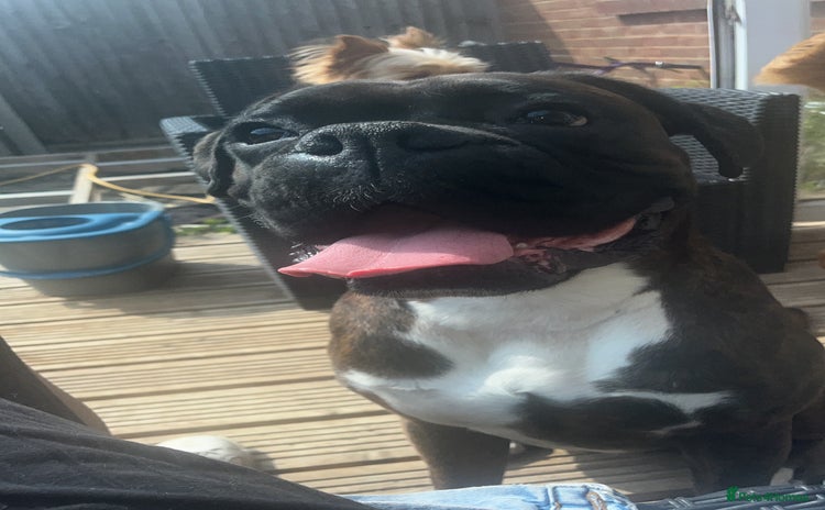 Boxer dogs - Advert 1