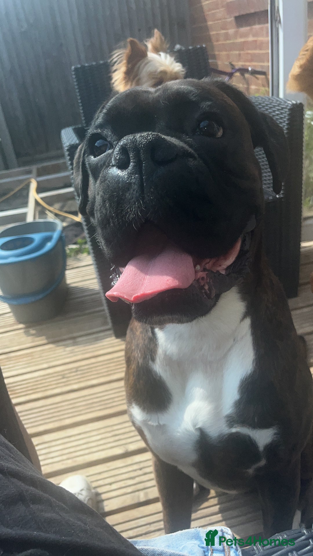 Boxer dogs for sale: Male boxer - Image 1