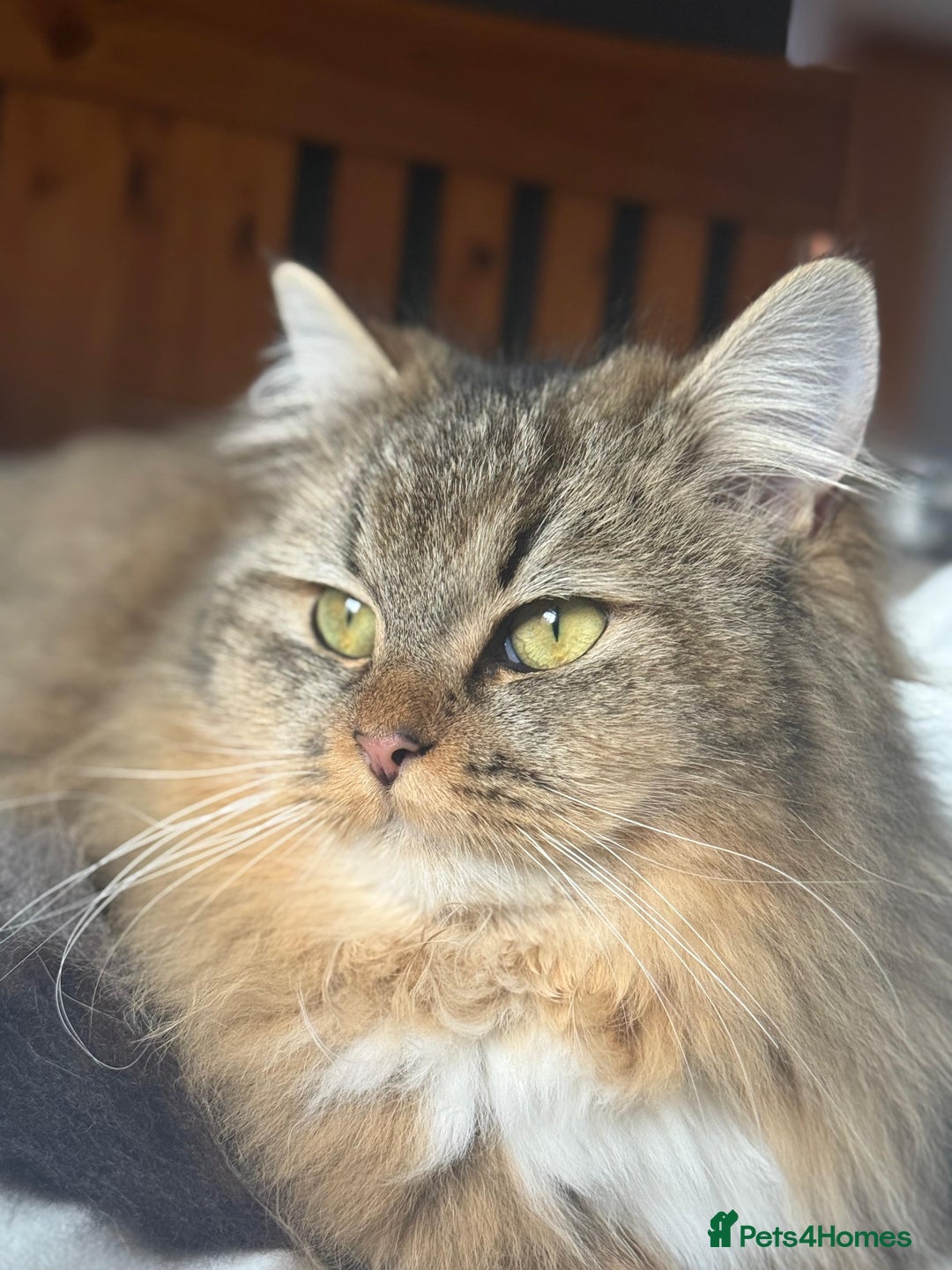 British Longhair cats for sale: Rehoming Purebred British Longhair  - Image 2