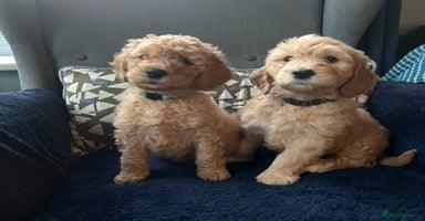 Mixed Breed dogs Mini Golden Doodle’s - Advert 14