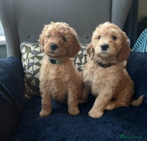 Mixed Breed dogs Mini Golden Doodle’s - Advert 2