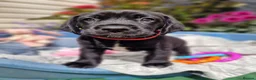 Springador dogs for sale: BEAUTIFUL SPRINGADOR PUPPIES - Advert 13