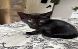 Mixed Breed cats for sale: Mixed breed 10 week old male kitten  - Image 1