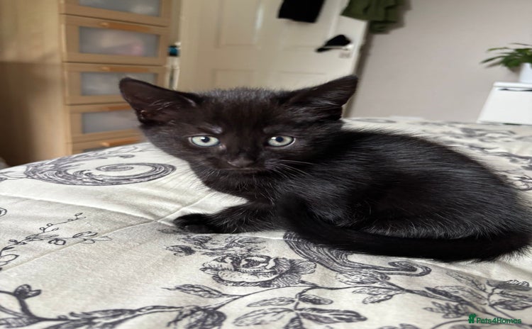 Mixed Breed cats - Advert 14