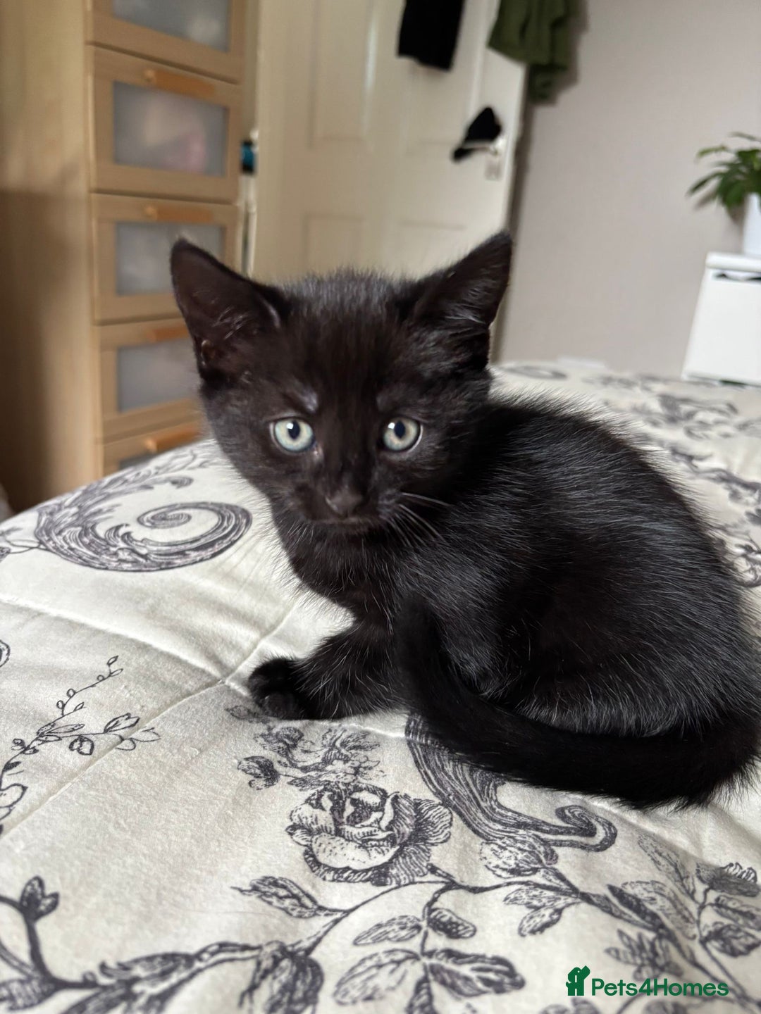Mixed Breed cats for sale: Mixed breed 10 week old male kitten  - Image 1
