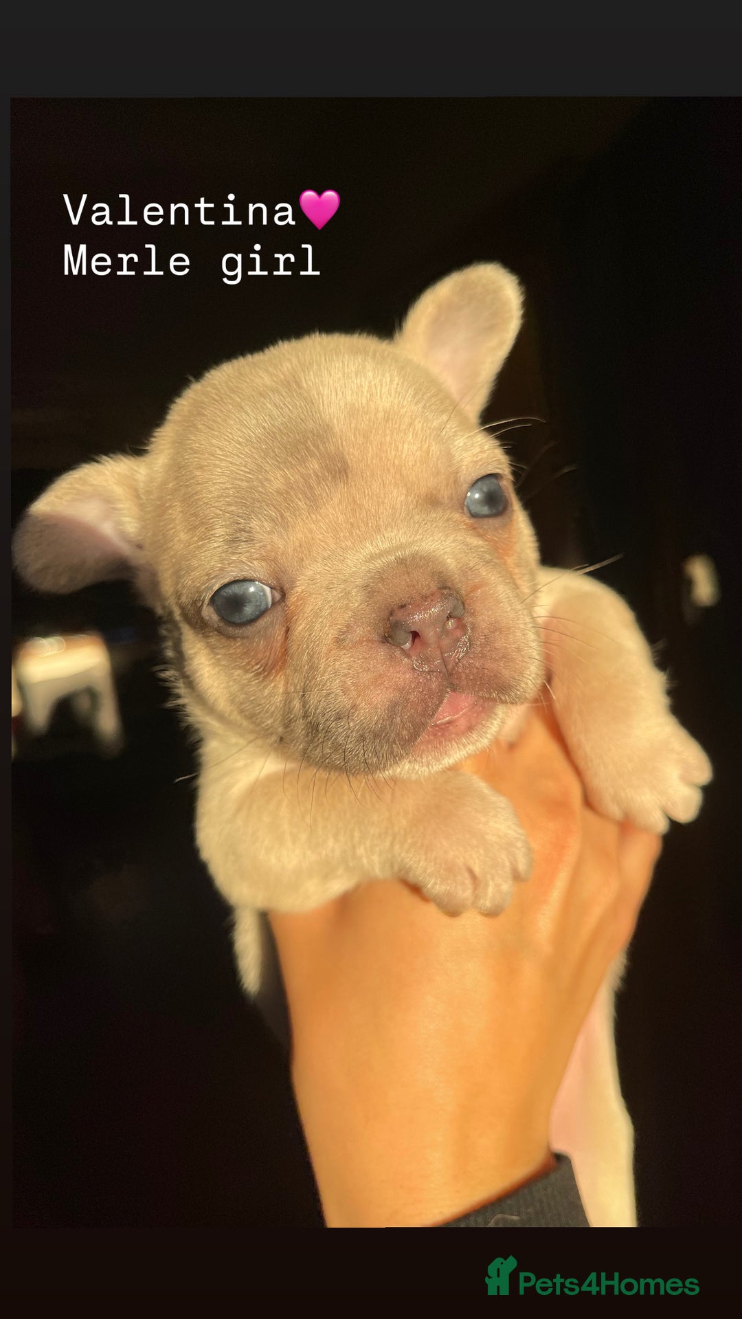 French Bulldog dogs for sale: Gorgeous pied and merle french bulldog puppies🩷💙 - Image 2