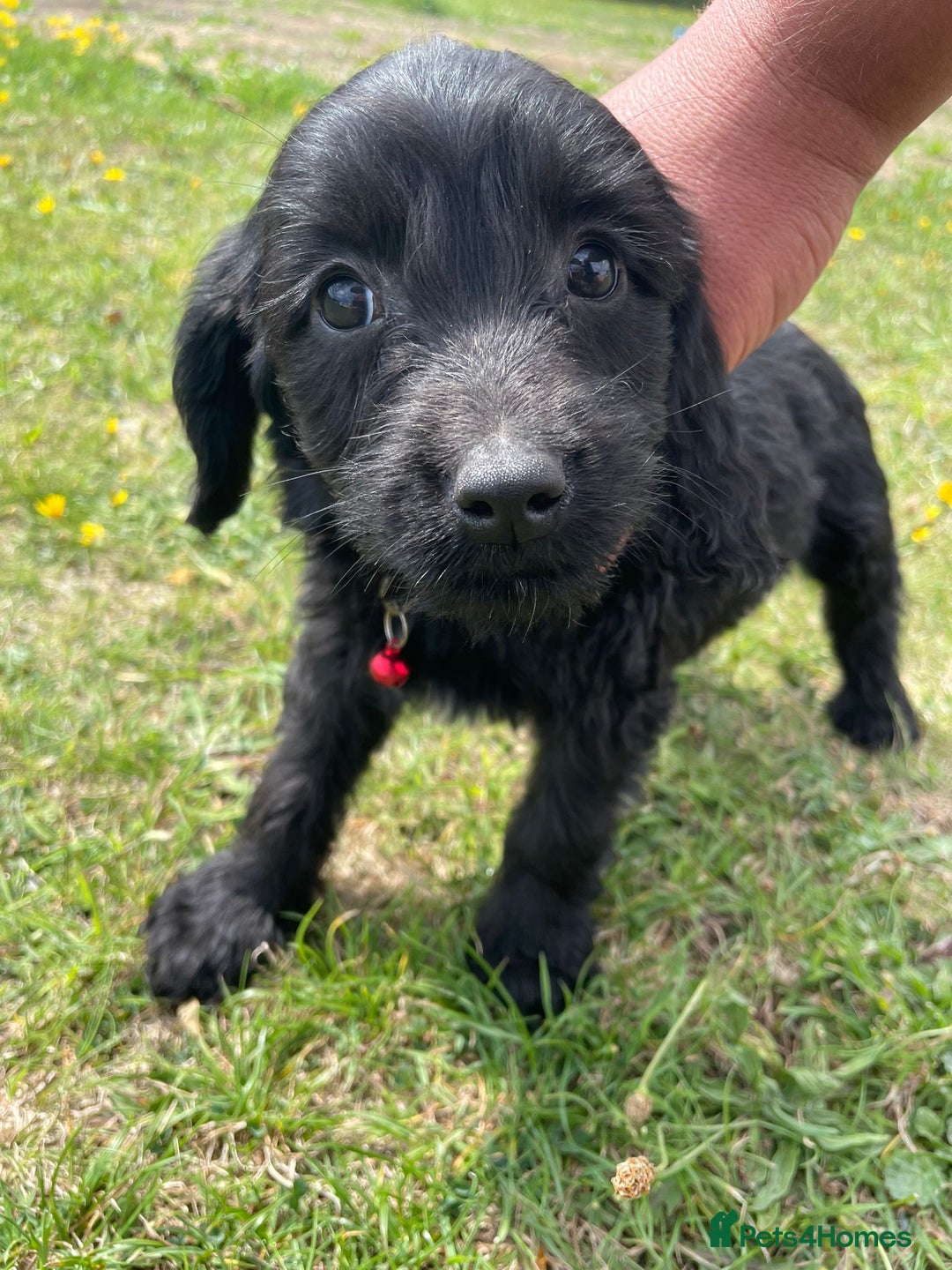 Cockapoo dogs for sale: Beautiful Cockapoo Puppies  - Image 6