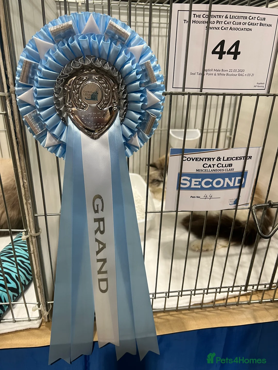 Ragdoll cats for stud: Gccf /tica seal tabby bi stud available  in Nuneaton - Advert 6