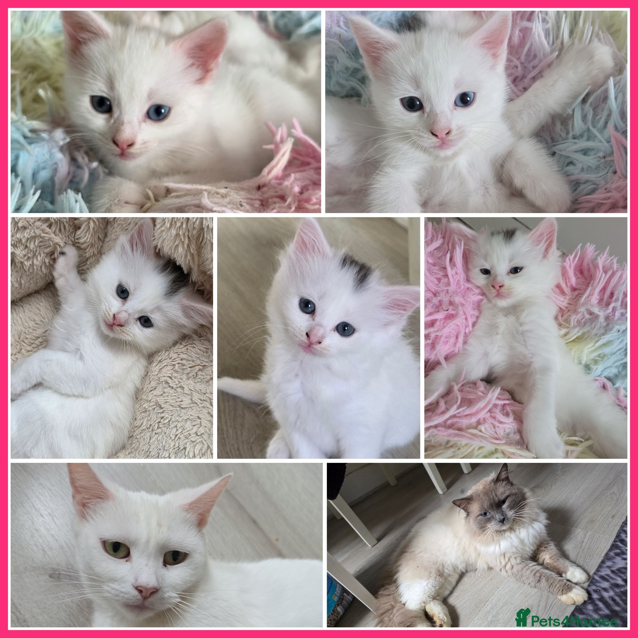 Mixed Breed cats 🔹️🔸️🔹️Kittens🔸️domestic cat x Ragdoll 🔹️🔸️ - Advert 2