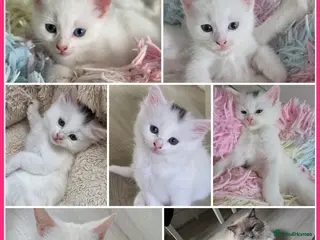 Mixed Breed cats 🔹️🔸️🔹️Kittens🔸️domestic cat x Ragdoll 🔹️🔸️ - Advert 2