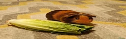 Guinea Pig rodents for sale: Sweet Guinea pig Boar in Norwich - Advert 2