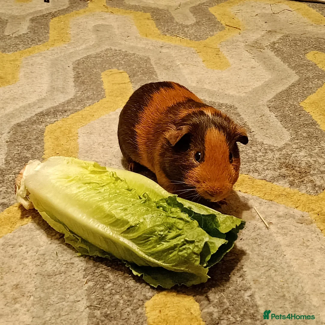 Guinea Pig rodents for sale: Sweet Guinea pig Boar in Norwich - Advert 2