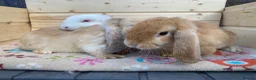 Mini Lop rabbits for sale: 6 mini lop rabbits 5 boys 1 girl - Advert 7