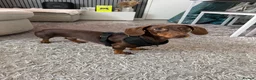 Dachshund dogs for stud: STUD ONLY (not for sale or rehome) - Advert 3