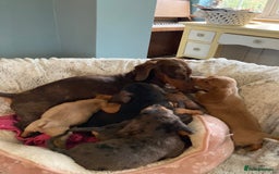 Mixed Breed dogs for sale: Dachshund x basset hound  - Image 3