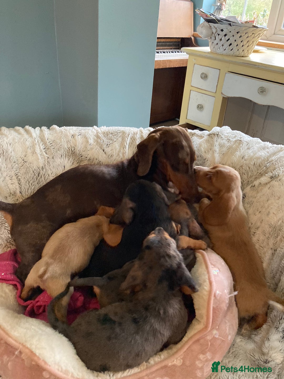 Mixed Breed dogs for sale: Dachshund x basset hound  - Image 3