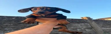 Miniature Dachshund 1