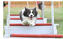 Border Collie dogs for sale: WINNING CRUFTS COMPETITORS. KC REG, HEALTH TESTED - Image 32