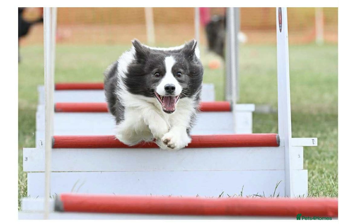 Border Collie dogs for sale: WINNING CRUFTS COMPETITORS. KC REG, HEALTH TESTED - Image 32