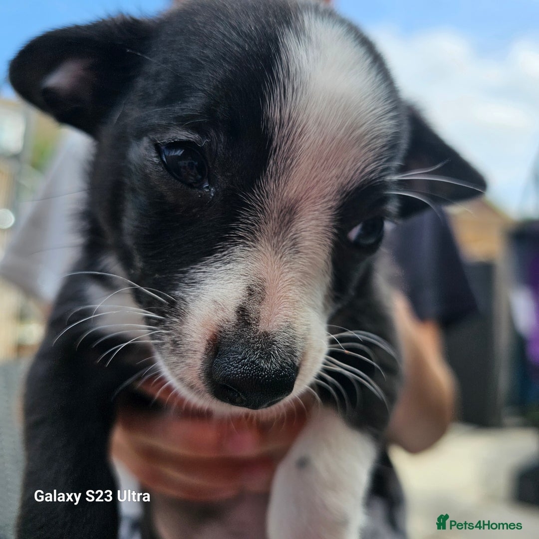 Pomchi dogs for sale: 1 boy and 1 girl left reduced ready now - Image 4