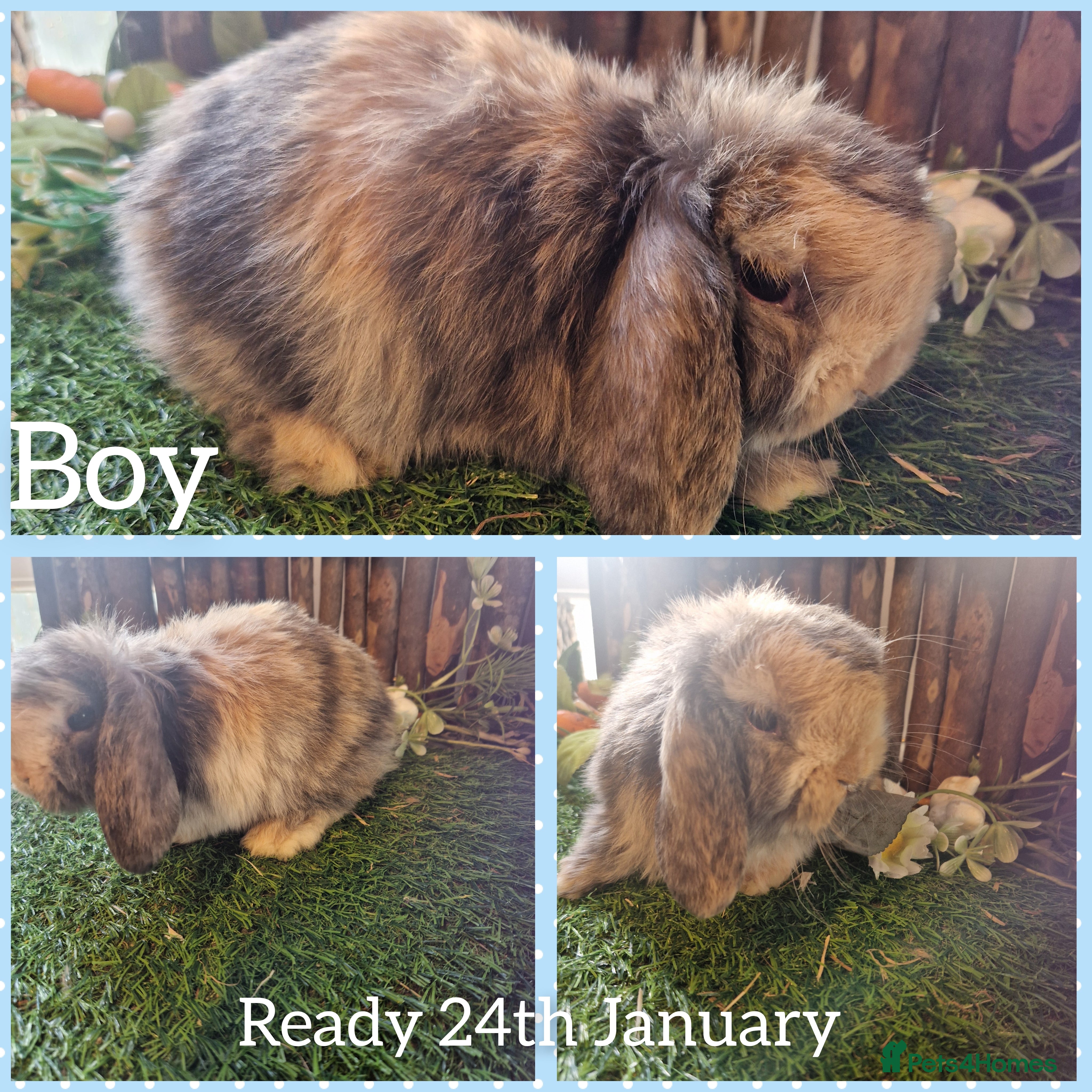 Mini Lop rabbits Mini lop kits  - Advert 1