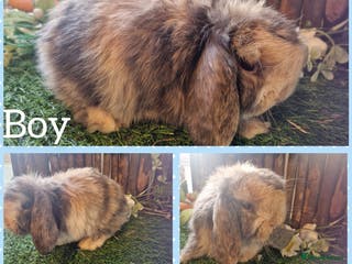 Mini Lop rabbits Mini lop kits - Advert 1