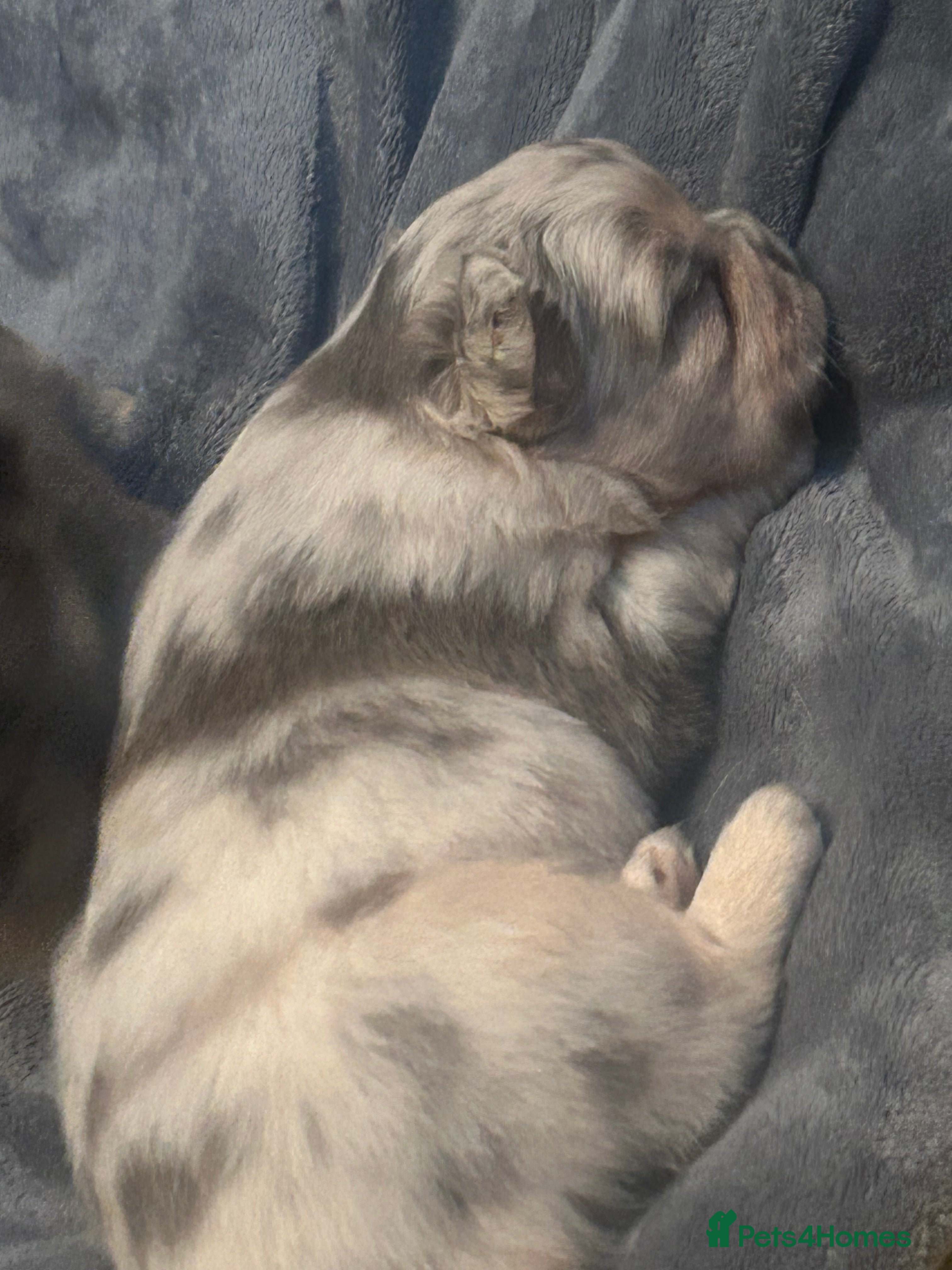 French Bulldog dogs fluffy french bulldogs - Advert 13