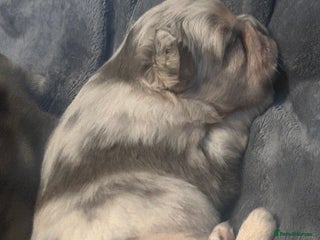 French Bulldog dogs fluffy french bulldogs - Advert 10