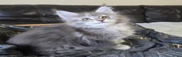 Maine Coon cats for sale: Stunning TICA registered girls - Advert 11
