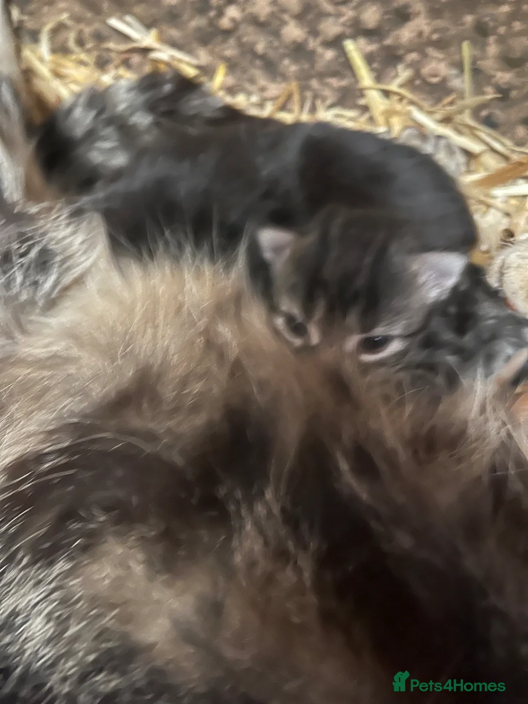 Mixed Breed cats for sale: Yard cats - Advert 2