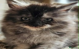 Maine Coon cats for sale: XXL Champion Line Maine Coons – Rare, Very Fluffy! - Advert 7