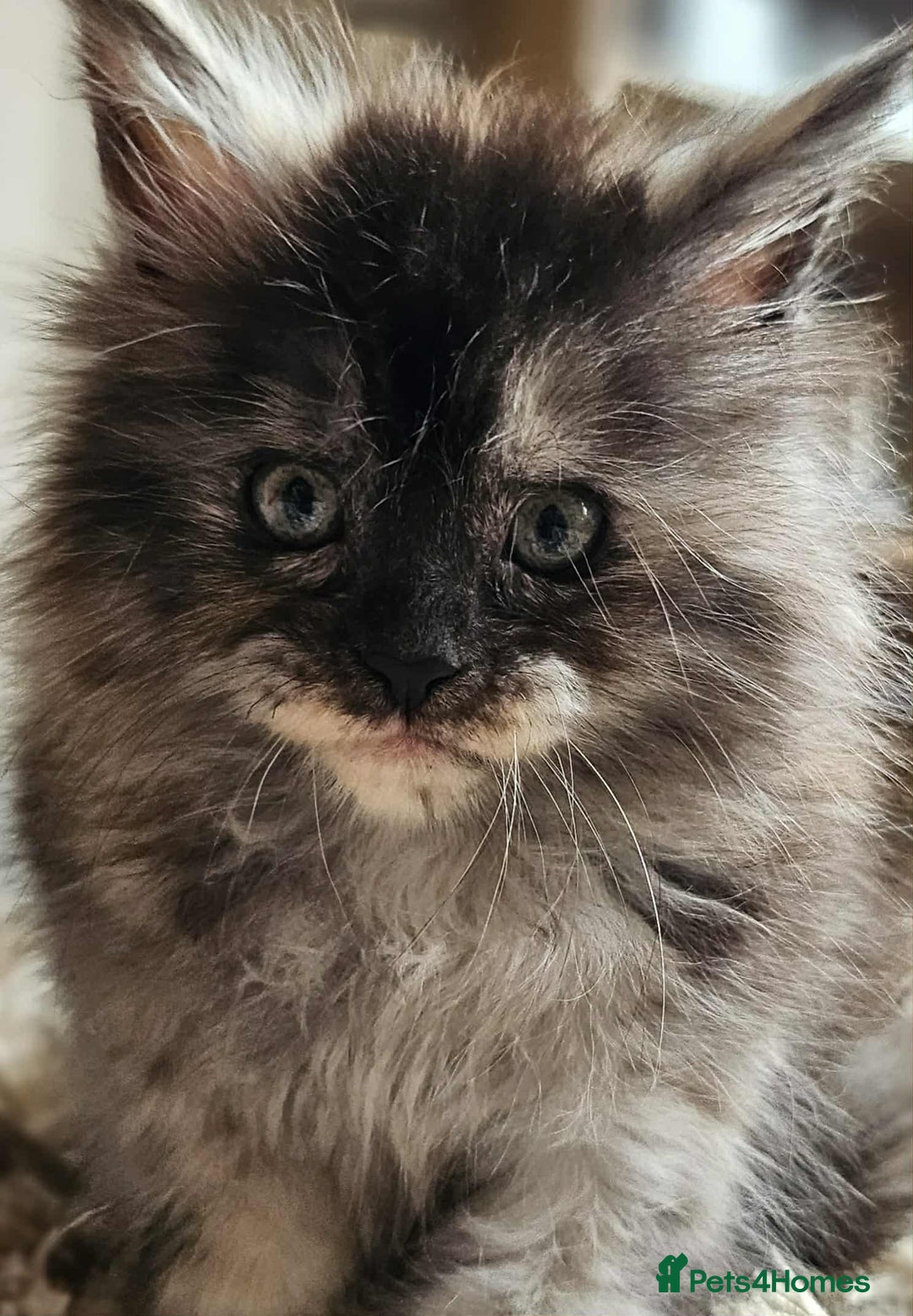 Maine Coon cats for sale: XXL Champion Line Maine Coons – Rare, Very Fluffy! - Advert 7