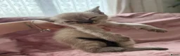 Bengal cats for sale: Bengal cross Russian blue - Advert 7
