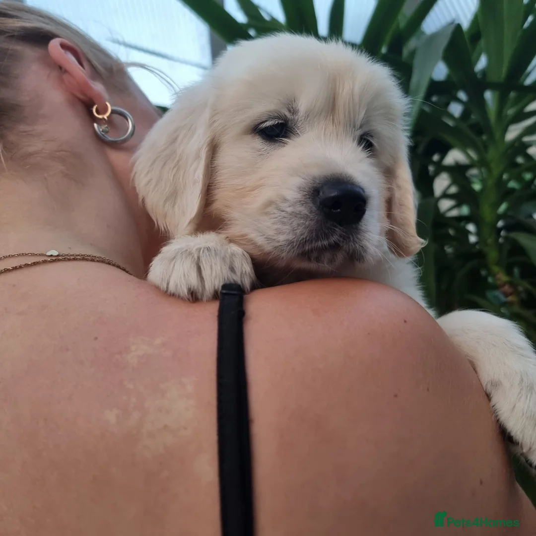 Golden Retriever dogs for sale: 5 Left- Champion Line KC Golden Retriever Puppies  - Advert 1