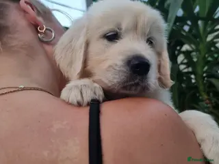 Golden Retriever dogs 5 Left- Champion Line KC Golden Retriever Puppies - Advert 6