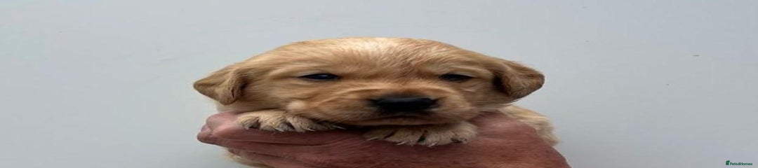 Goldador Puppy 1