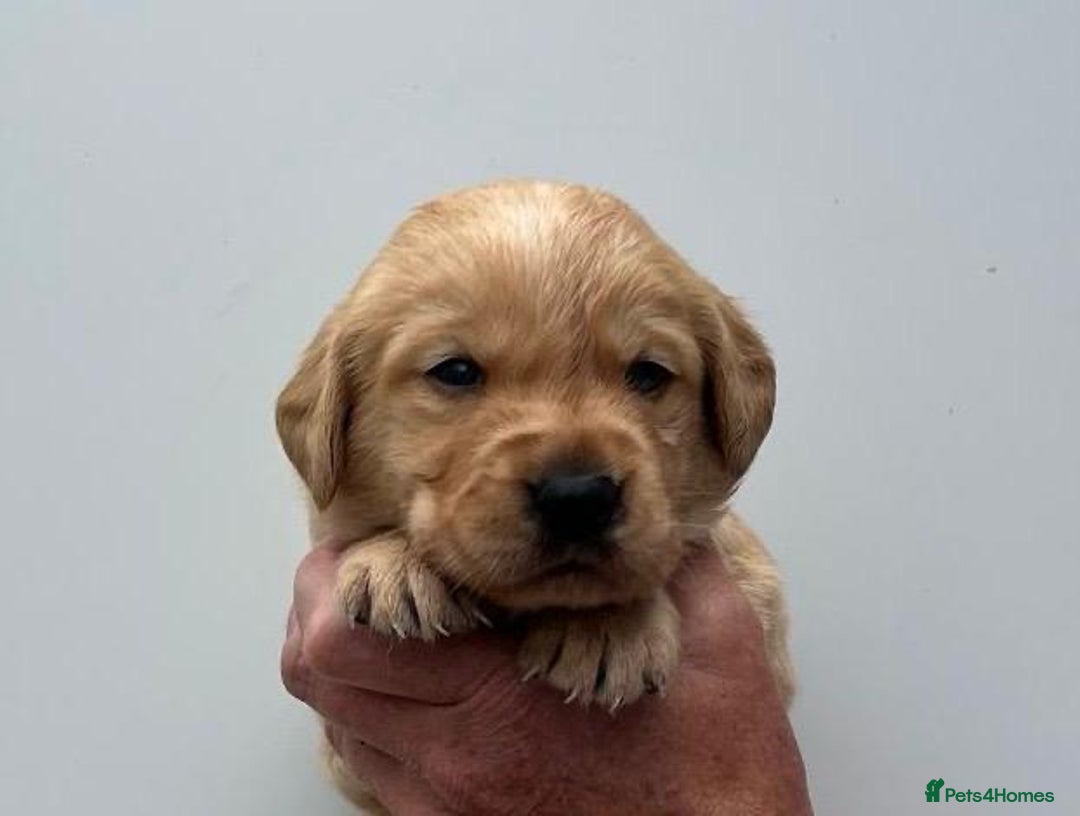 Goldador dogs for sale: F1 Golador puppies for sale  - Image 4