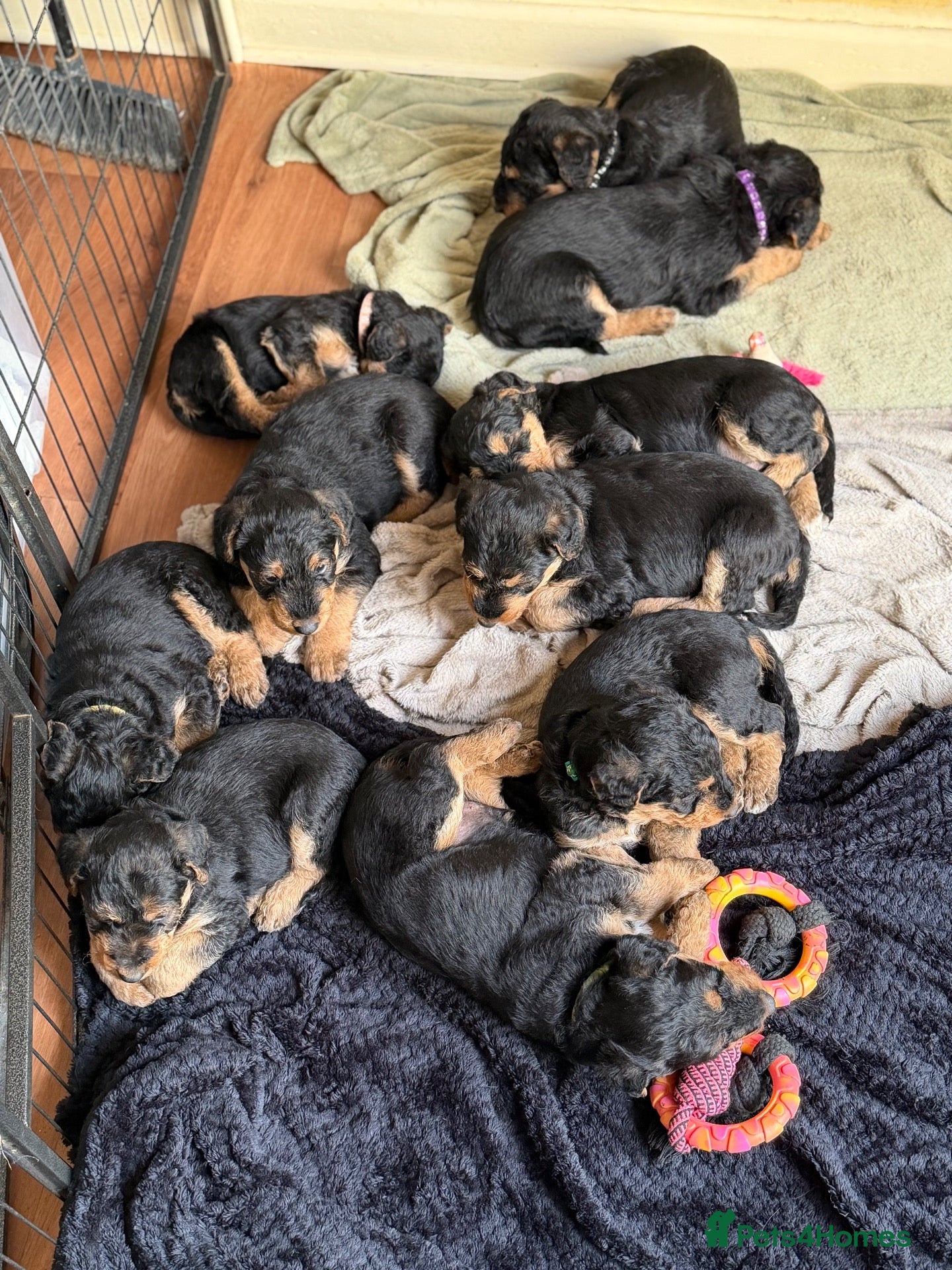 Airedale Terrier dogs 1 female available - Advert 2