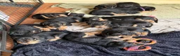 Airedale Terrier dogs for sale: 1 female available in Kettering - Advert 1