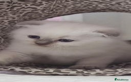 Scottish Fold cats for sale: Scottish fold x Siamese  - Image 14