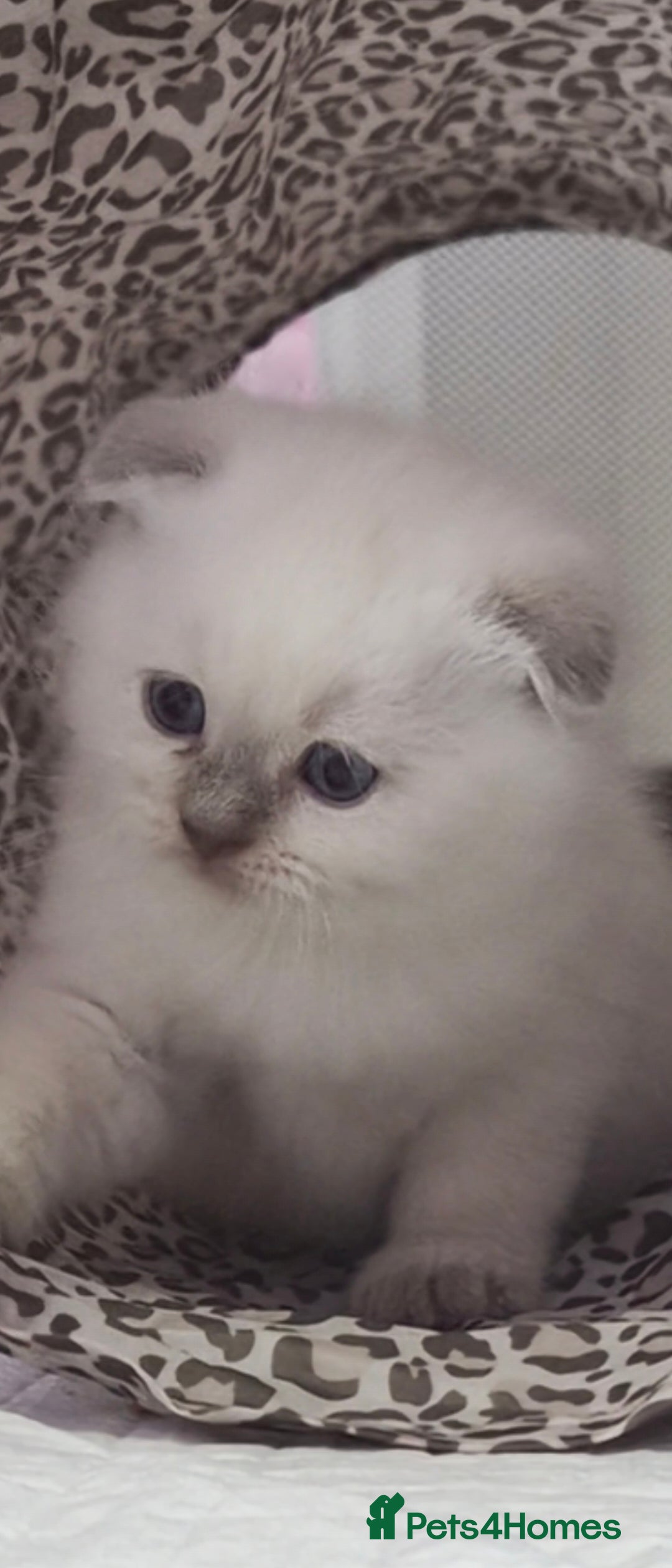 Scottish Fold cats for sale: Scottish fold x Siamese  - Image 14
